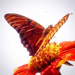 Close-up of butterfly on the sky