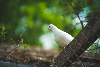 Close-up of bird perching on a tree