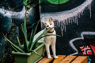 Cat sitting on potted plant against wall