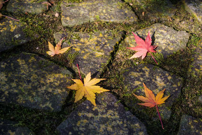 High angle view of maple leaves on plant