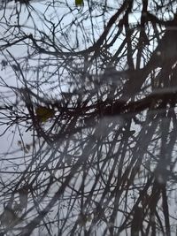 High angle view of bare trees by lake