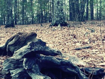 Trees in forest