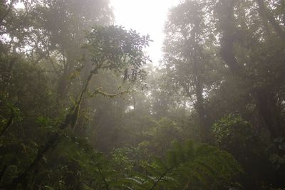Sunlight streaming through trees in forest