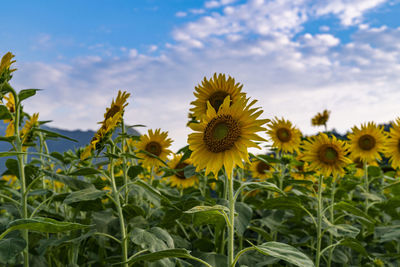 Sunflower field