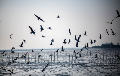 Group of seagull flying high on the wind. seagull flying on the beautiful blue sky and cloud