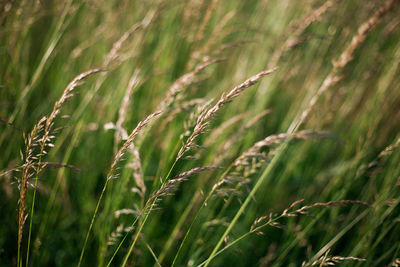 Close-up of crop in field