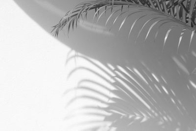 High angle view of leaf on table against wall