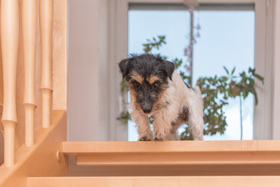 Portrait of dog standing against window at home