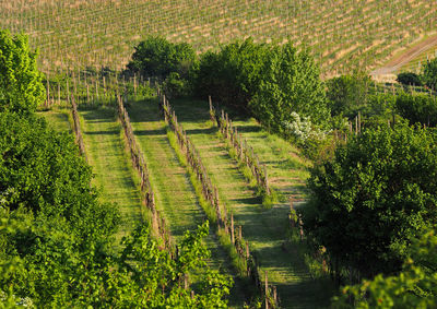 Scenic view of vineyard