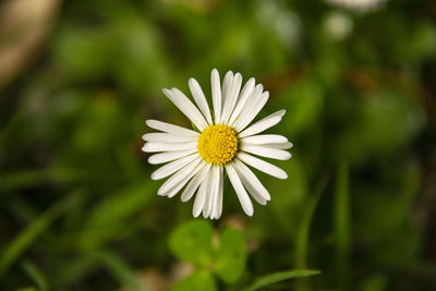 Close-up of white daisy flower