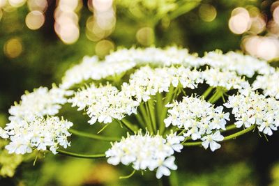 Close-up of white flowers