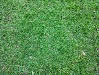 Full frame shot of green grass on field