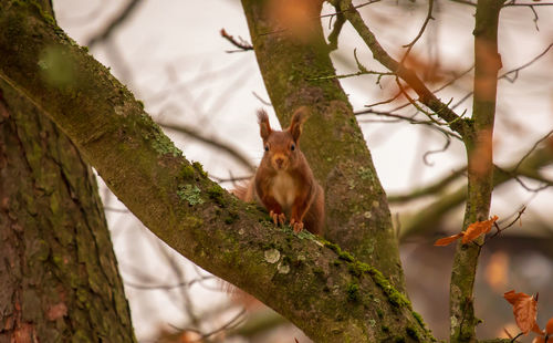 Squirrel on tree