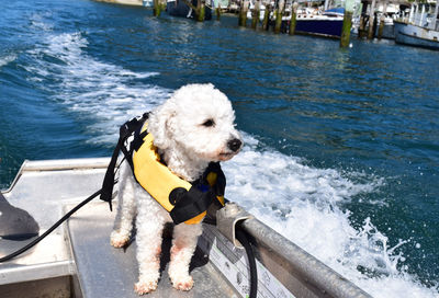 Close-up of dog in a boat