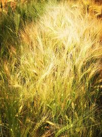 Full frame shot of grass
