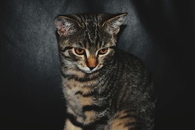 Portrait of tabby cat against black background