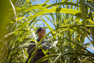 Portrait of plant in field