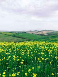 Yellow flowers growing on field against sky