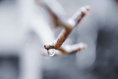 Close-up of cigarette