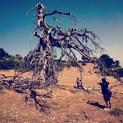 tree