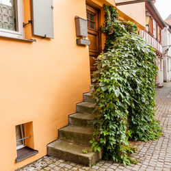 Potted plant against building