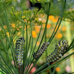 Close-up of swallowtail caterpillars on dill plant