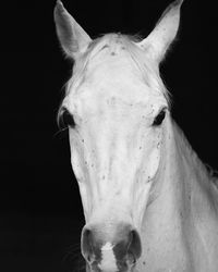 Close-up portrait of horse against black background