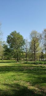 Trees on field against clear sky