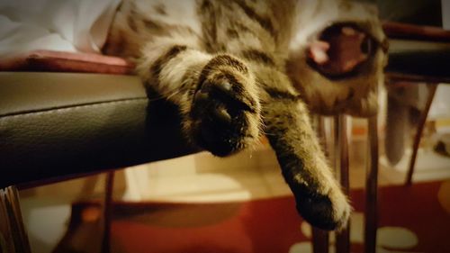 Close-up of cat relaxing on floor