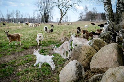 Sheep in a field