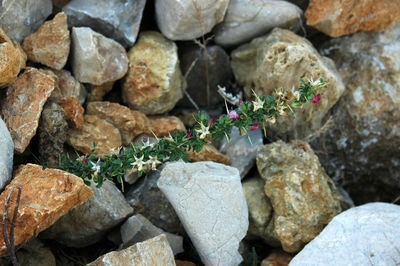 High angle view of flowers growing amidst rocks