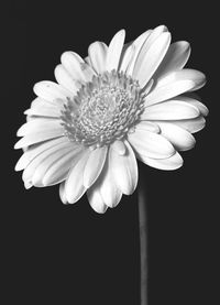 Close-up of daisy flowers