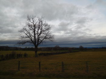 Bare tree on field against sky