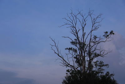 Low angle view of silhouette tree against sky