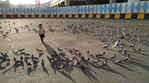 Close-up of pigeons on land