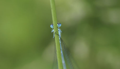 Close-up of damselfly on twig