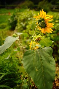 Close-up of yellow flowering plant on field