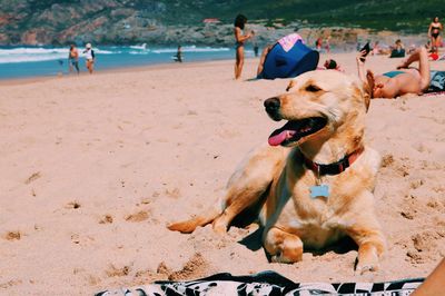 Dogs sitting on beach