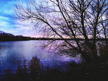 Silhouette tree by lake in forest against sky