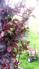 Trees growing in yard