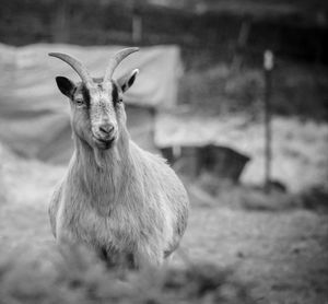 Portrait of deer