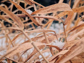 Close-up of wheat plant