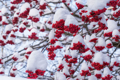 Many bright rowan berries on the branches are covered with a thick layer of snow. 