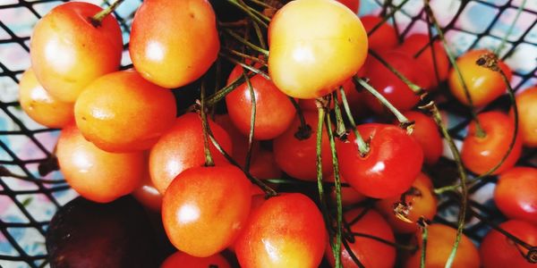 Close-up of tomatoes