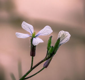 Close-up of white flowering plant