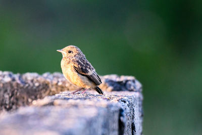 Close-up of bird perching