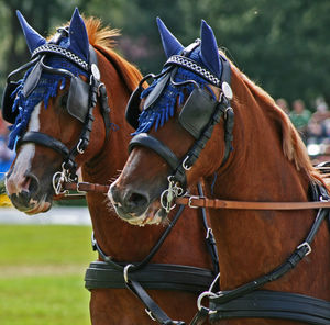 Horses standing against sky