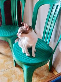 High angle view of cat sitting on chair at home