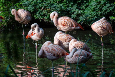 Pink flamingo birds in a pond or lake