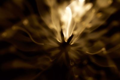 Extreme close up of flower